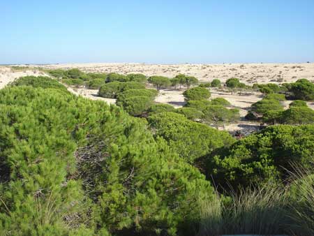 dunas-moviles Dunas móviles de la reserva ecológica de Doñana-Huelva. Foto: Floriano Martins
